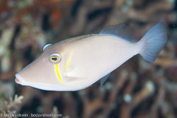 BD-111121-Raja-Ampat-4987-Sufflamen-bursa-(Bloch---Schneider.-1801)-[Boomerang-triggerfish.-Pungtryckarfisk].jpg